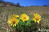 Voorjaarsadonis (Adonis vernalis)