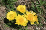 Voorjaarsadonis (Adonis vernalis)