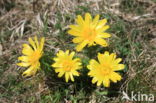 Voorjaarsadonis (Adonis vernalis)