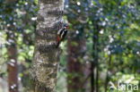 Grote Bonte Specht (Dendrocopos major)