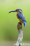 IJsvogel (Alcedo atthis)