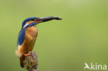 IJsvogel (Alcedo atthis)