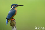 IJsvogel (Alcedo atthis)