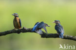 IJsvogel (Alcedo atthis)