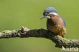 IJsvogel (Alcedo atthis)