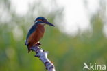 IJsvogel (Alcedo atthis)