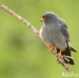 Roodpootvalk (Falco vespertinus)