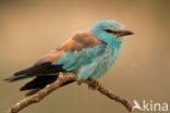 Scharrelaar (Coracias garrulus)