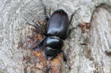 Vliegend hert (Lucanus cervus)