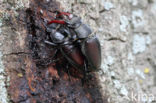 Vliegend hert (Lucanus cervus)