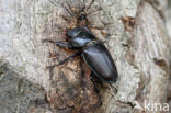 Vliegend hert (Lucanus cervus)