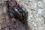 Vliegend hert (Lucanus cervus)