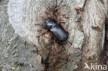 Vliegend hert (Lucanus cervus)