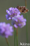 Akkerparelmoervlinder (Boloria dia)