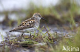 Alaskastrandloper (Calidris mauri)