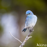 Bergblauwvogel (Sialia currucoides)