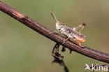 Bruin schavertje (Omocestus heamorrhoidalis)