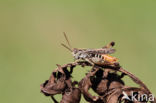 Bruin schavertje (Omocestus heamorrhoidalis)