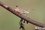 Bruin schavertje (Omocestus heamorrhoidalis)