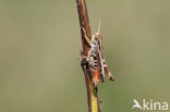 Bruin schavertje (Omocestus heamorrhoidalis)