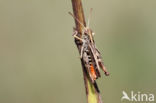 Bruin schavertje (Omocestus heamorrhoidalis)