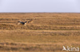 Canadese Kraanvogel (Grus canadensis nesiotes)