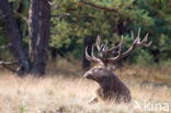 Edelhert (Cervus elaphus)