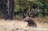 Edelhert (Cervus elaphus)