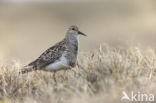 Gestreepte Strandloper (Calidris melanotos)