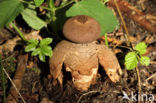 Grote vierslippige aardster (Geastrum fornicatum)