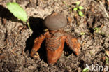 Grote vierslippige aardster (Geastrum fornicatum)