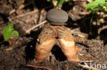 Grote vierslippige aardster (Geastrum fornicatum)