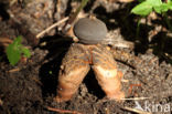 Grote vierslippige aardster (Geastrum fornicatum)