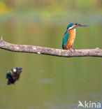 IJsvogel (Alcedo atthis)