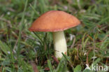 Melkboleet (Suillus granulatus)