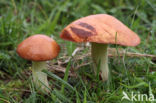 Melkboleet (Suillus granulatus)