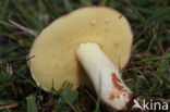 Melkboleet (Suillus granulatus)