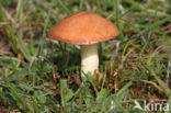 Melkboleet (Suillus granulatus)