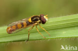 Geel Boslanglijfje (Sphaerophoria taeniata)