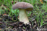 Geelnetboleet (Boletus appendiculatus)