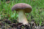 Geelnetboleet (Boletus appendiculatus)