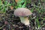 Geelnetboleet (Boletus appendiculatus)