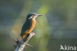 IJsvogel (Alcedo atthis)