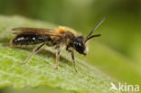 Valse rozenzandbij (Andrena helvola)