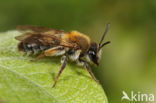 Valse rozenzandbij (Andrena helvola)