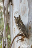 Dwergooruil (Otus scops)