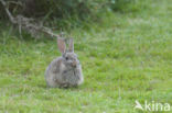 Konijn (Oryctolagus cuniculus)