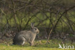 Konijn (Oryctolagus cuniculus)