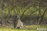 Konijn (Oryctolagus cuniculus)