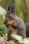 Eekhoorn (Sciurus vulgaris)